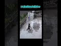 ドアに押し出された犬の結末がww【おもしろ動画】【面白い】【面白い動画】