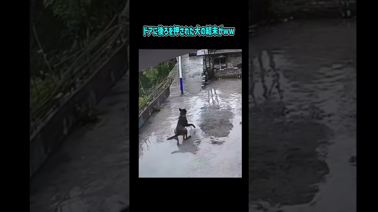 ドアに押し出された犬の結末がww【おもしろ動画】【面白い】【面白い動画】