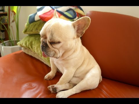 フレンチ ブルドッグよりかわいい犬っているの Am I Cute Dog Than French Bulldog Youtube