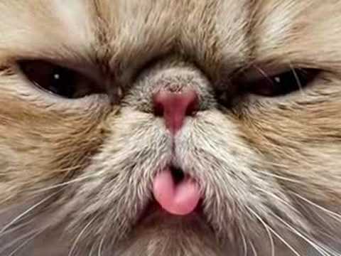 Very Funny  Cats  1 YouTube