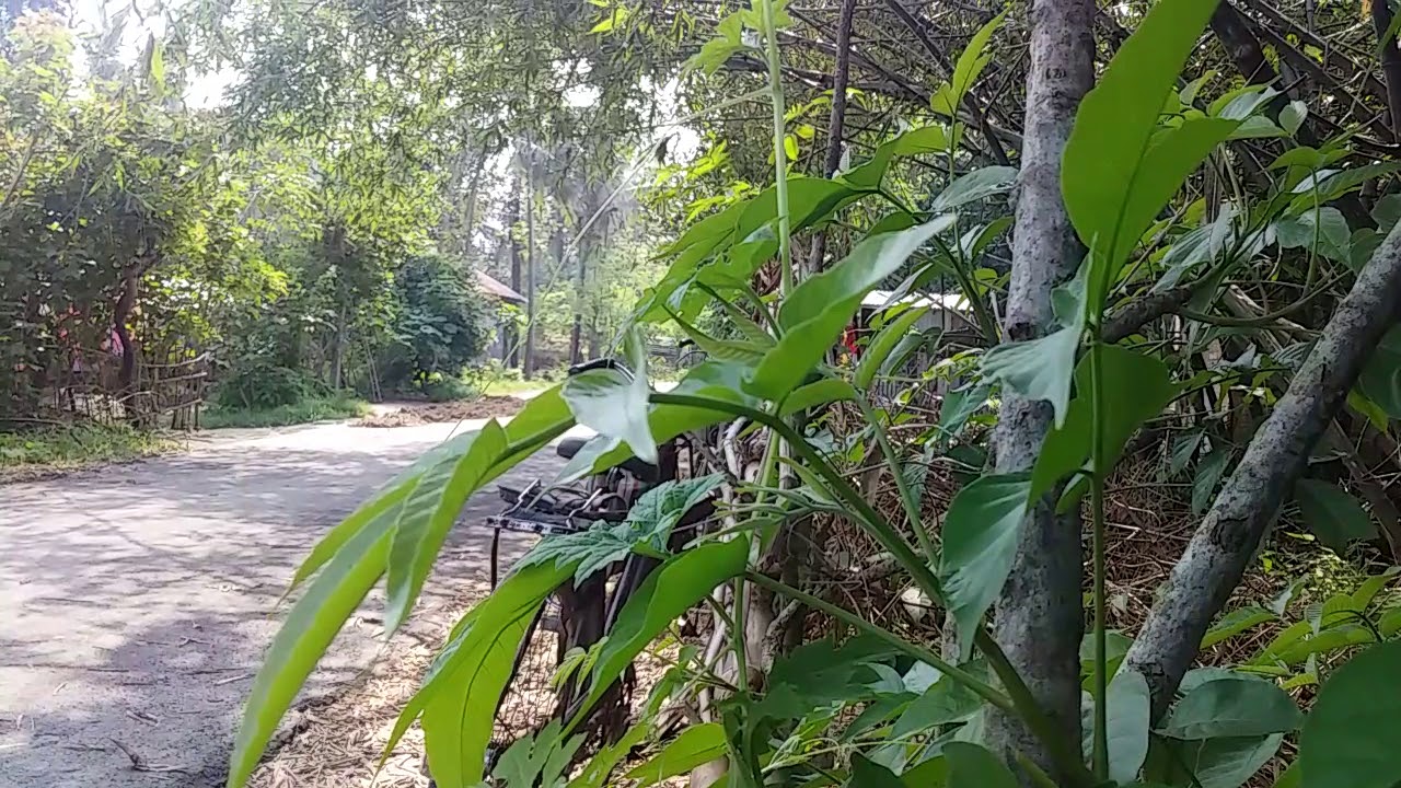 Mamjoan road daluigram