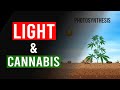 The importance of Light when growing Cannabis!
