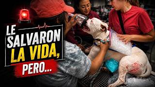 Mira como SALVAN a este perro tipo bull, pero fue MUY PELIGROSO! 🚨