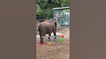 GAJAH IKUTAN DEMAM AJOJING || GAJAH VIRAL || #shorts #ajojing #gajah #animals #mengenalhewan