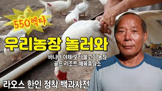 어르신특집)"이장딸과(17살) 결혼하랍니다!" 우리농장 놀러오세요 (위치공유) f.정낙광 대표 라오스농장