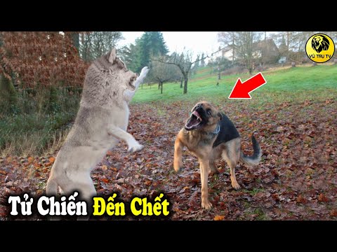 Video: Chó sói: Sống với chó sói lai