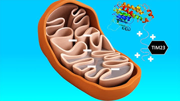 Protein Localization: Nuclear and Mitochondrial Localization Signals