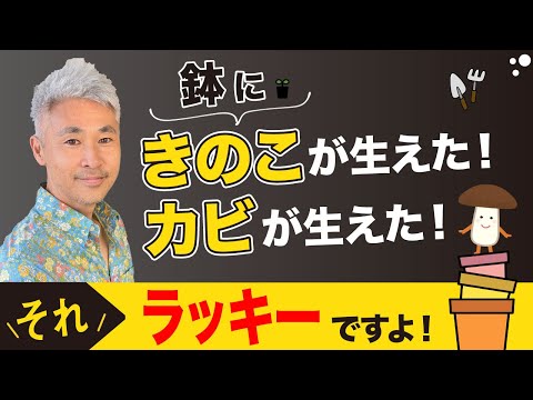 鉢にきのこが生えた！カビが生えた！それラッキーですよ！