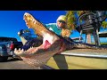 Two Massive Florida ALLIGATORS! How To Catch and Cook an Alligator!