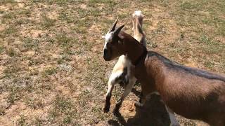 Our BABY GOAT thinks he is a DOG!