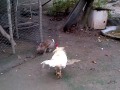 GALLO VS CONEJO  !!SORPRENDENTE!!