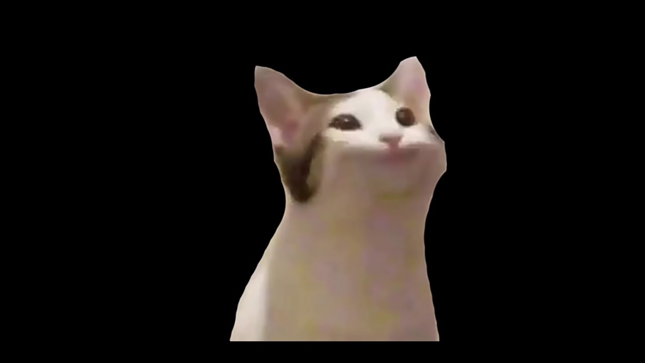 AaAaA CAT - YouTube