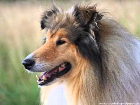 Dog,dog breeds,a dog's way home,dog park,dog the bounty hunter,dog breeds,dog whistle,dog grooming,dog beds