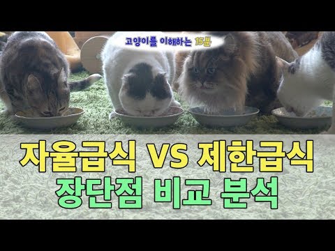 고양이 키우기 자율 급식 VS 제한 급식 장단점 비교분석, 조율 방법