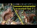 Photo animalière : comment photographier un écureuil   #photoanimaliere #conseils #tuto