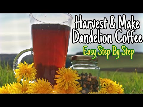 วีดีโอ: Dandelion: ยอดอร่อยและรากที่แข็งแรง
