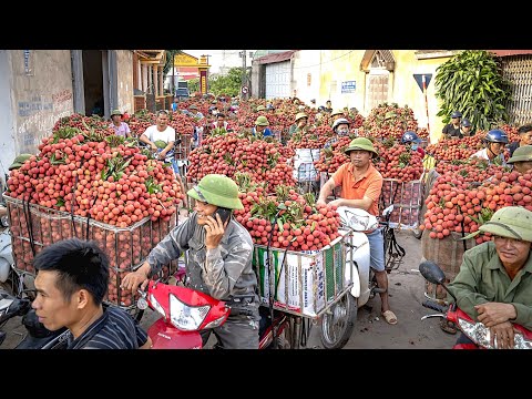 Видео: Время сбора урожая личи: как и когда собирать плоды личи