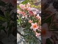 गार्डनर थॉट #home garden#viral short #like #subscribe