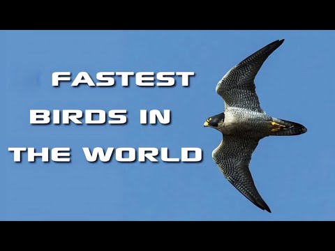 Top 10 Fastest Birds In The World | KNH Clips | Incredible Speed - YouTube