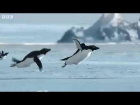 Пингвины это ласточки которые ели после 18 00 картинка