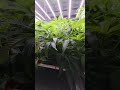 ThanoZ - MannyT Cut🤯 Big Plant Flowering - Living Soil von Couple of Plants