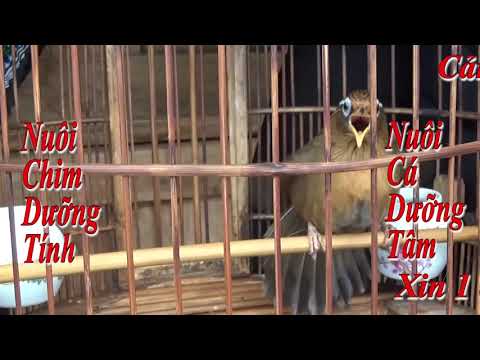 Họa Mi Mái Xùy Búng Cánh Hót Hay Nhất Không Tạp âm Không Quảng Cáo Phần 2 