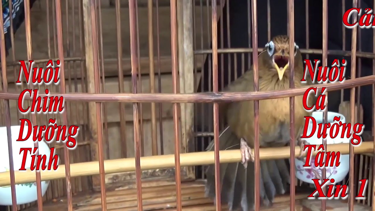 họa mi mái xùy búng cánh hót hay nhất không tạp âm, không quảng cáo (phần 2)