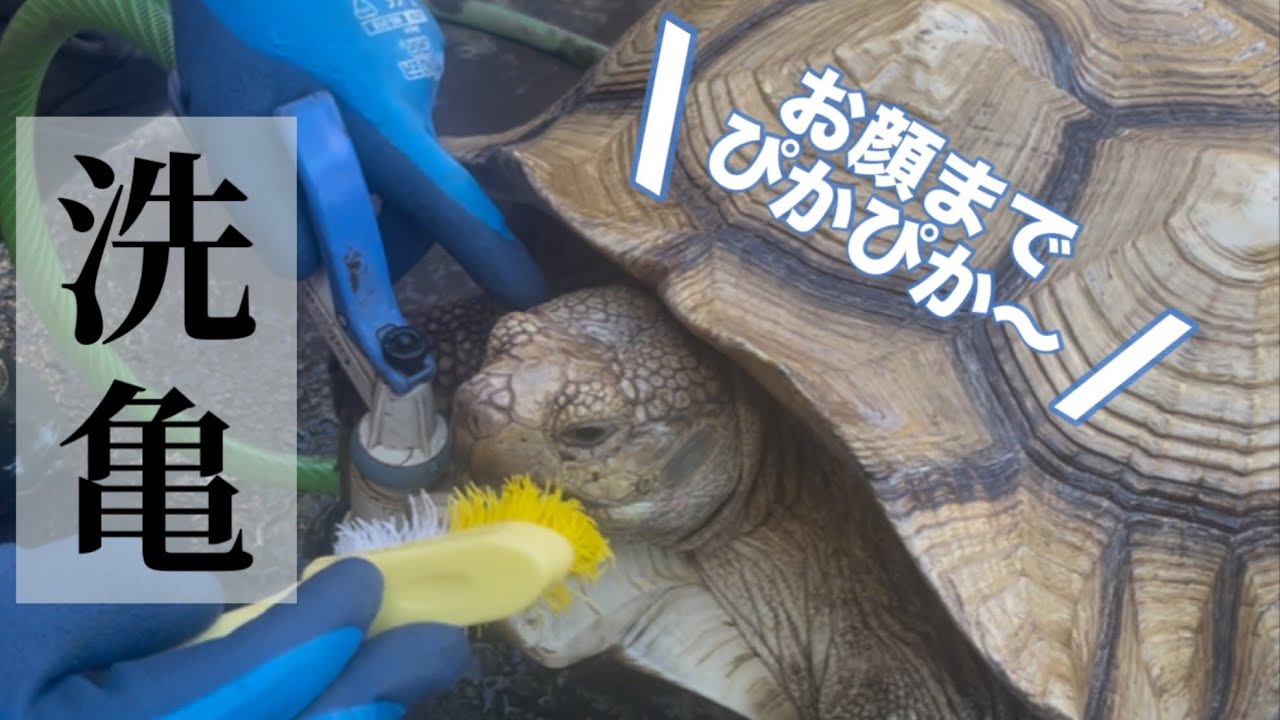 【洗亀】カメ達の成長が凄すぎる【温浴】