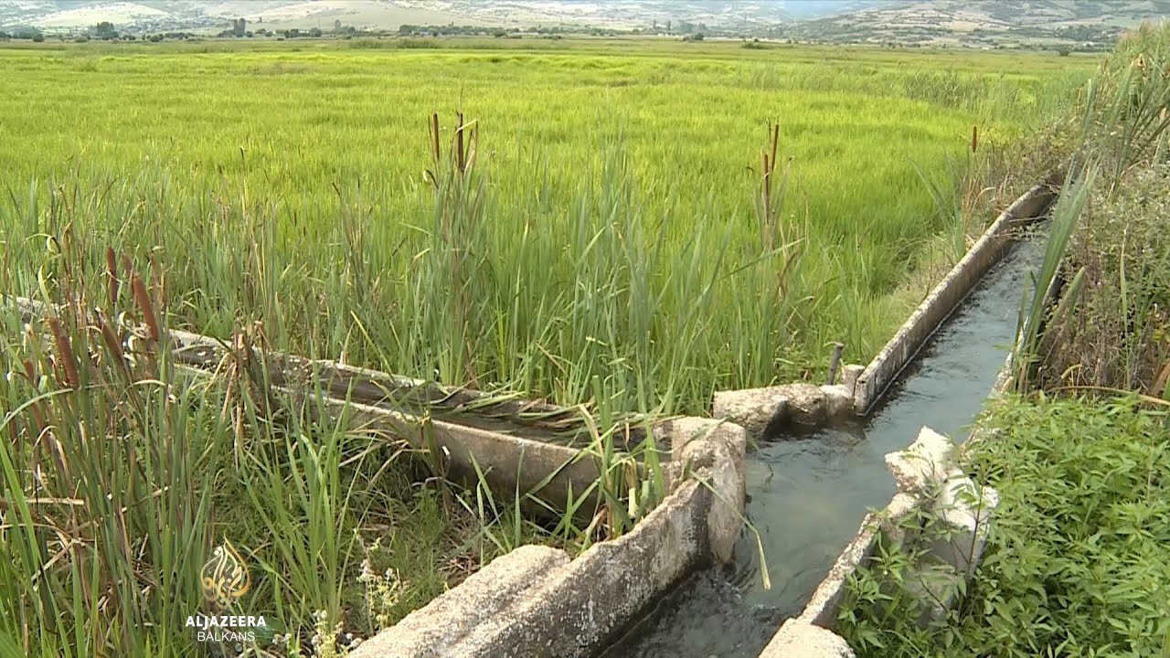 الحكومة ترفض مساعدة مزارعي الأرز المقدونيين