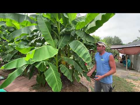 Video: Basjoo Banana Care: How To Grow A Japanese Hardy Banana