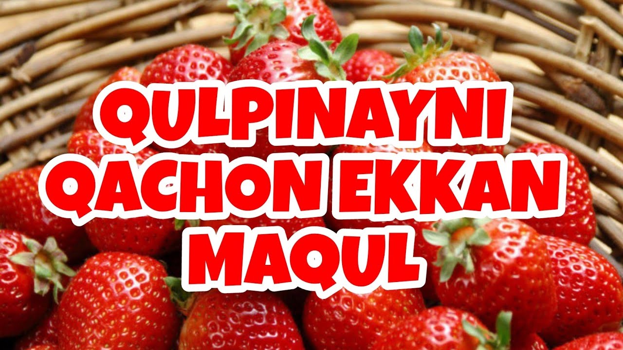 #agro  QULPINAYNI QACHON EKKAN MAQUL BILIP OLAMIZ #issiqxona #dehqonchilik