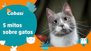 22 ideias de Tom e seus amigos  gatinha ângela, gatos, festa gato