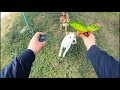 Cani si divertono e inseguono uccellino telecomandato