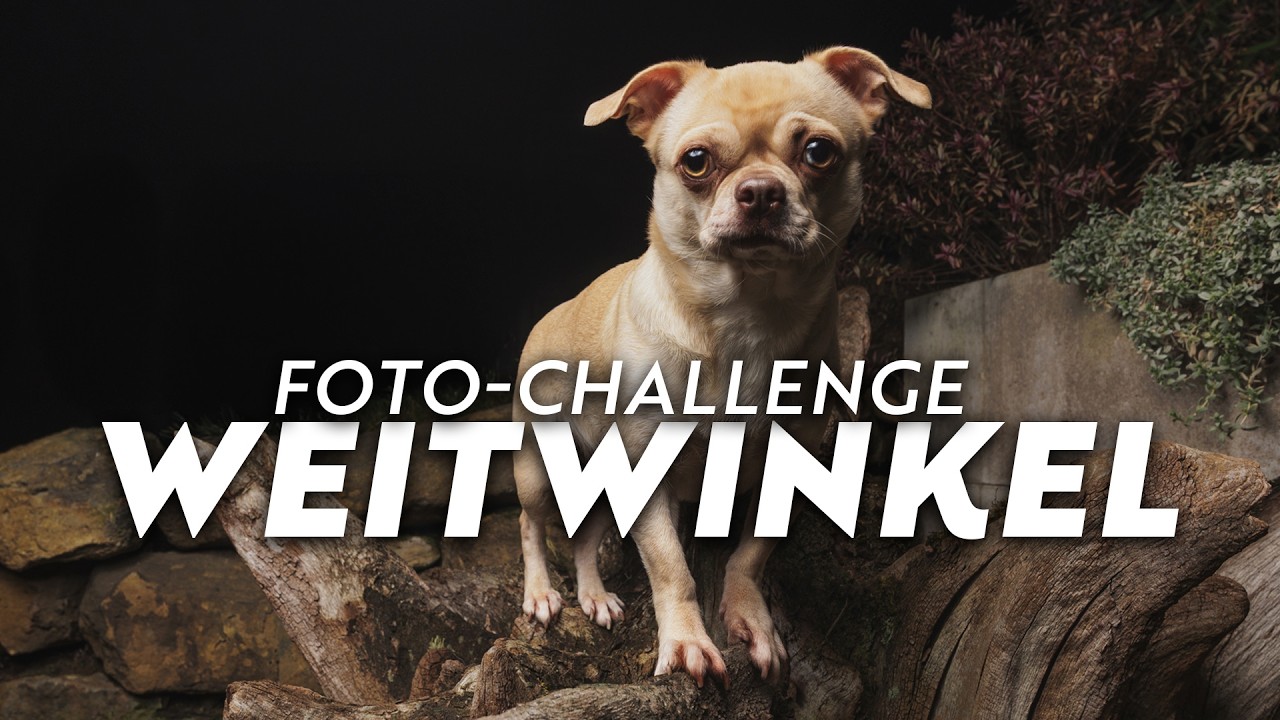 Weitwinkel in der Hundefotografie – Mein Challenge-Foto in letzter Minute