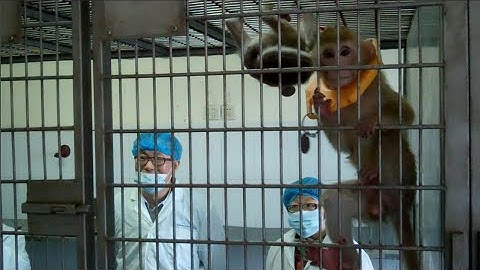 Transgenic monkeys on autism spectrum?