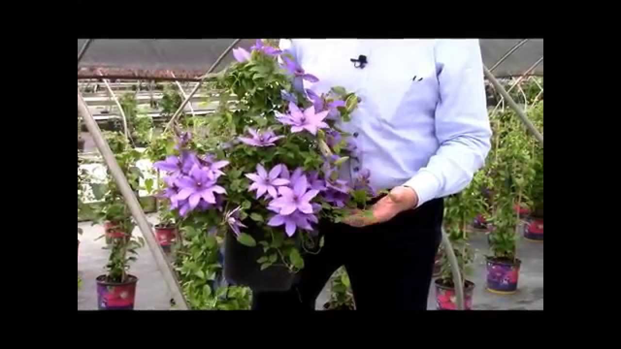 Clematis Parisienne, Raymond Evison® Clematis