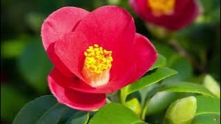 Camelia Yuletide is a winter flowering and evergreen garden plant that is perfect in pots.