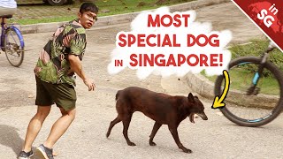 Dogs Officially Named After Singapore! | FreeRoaming Singapore Special Dogs (at Ubin!)