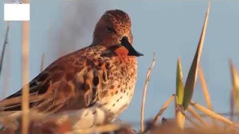 تلاوة هادئة جدا تريح النفس " الشيخ إدريس أبكر "