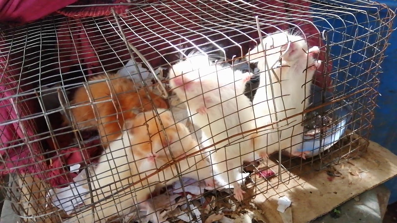 Syrian / Roborovski Hamster 