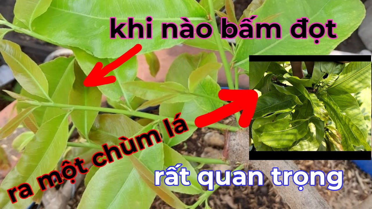 Ra chùm lá cách xử lý ,khi nào bấm đọt hiệu quả cao,mai trồng chậu.