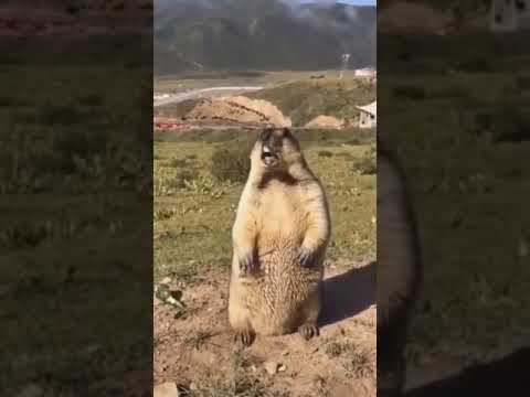 الوضع مع ضغوط الحياه Shorts