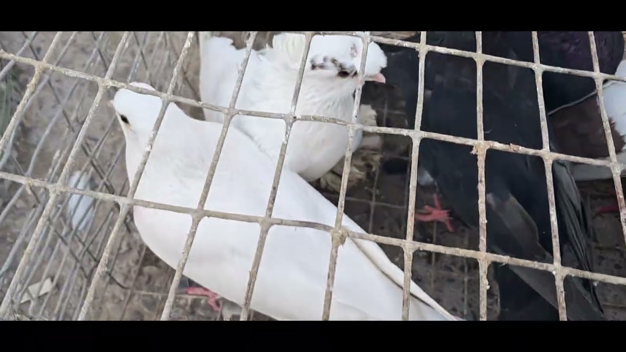 01.03.2026. Туркменистан.Голубиный базар.Туркменабада.🕊🕊🕊🕊🕊..