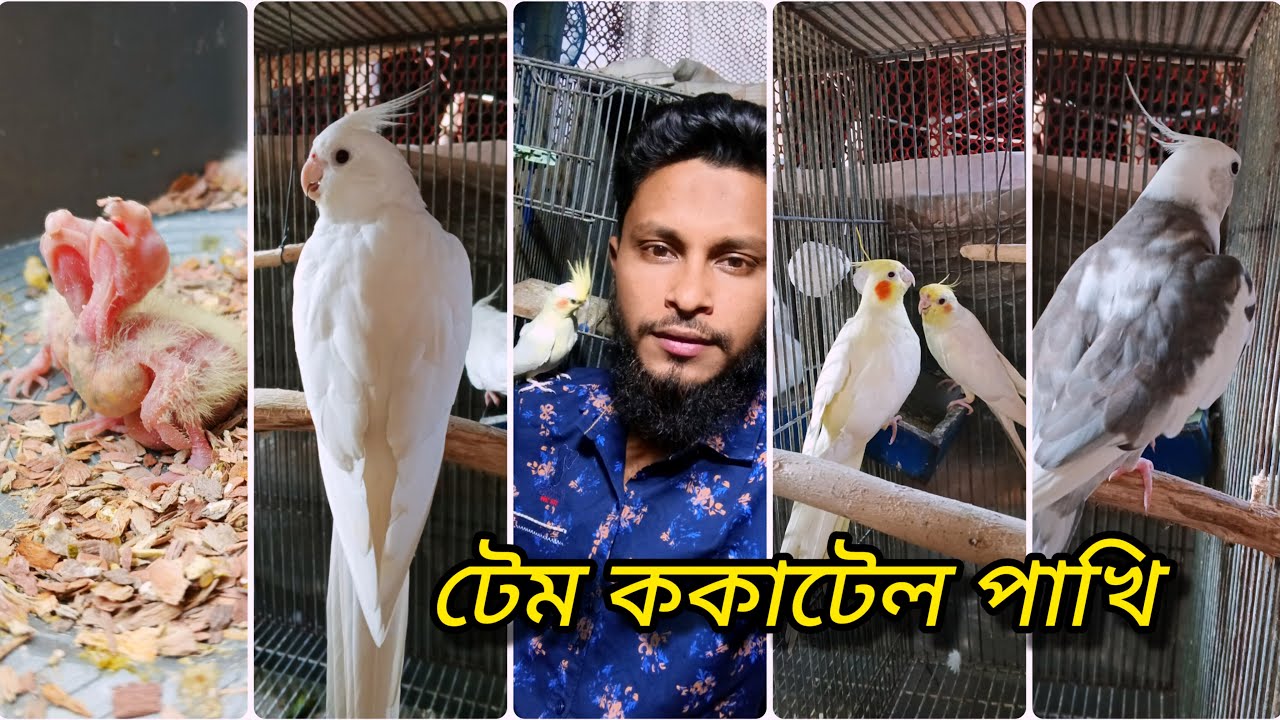 টেম ককাটেল পাখি | Farm | Hasan Aviary