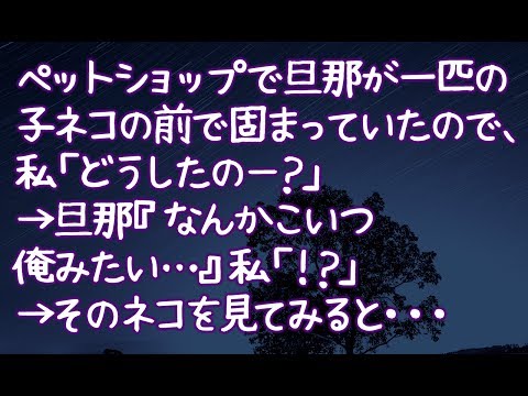 【修羅場】ペットショップで旦那が一匹の子ネコの前で固まっていたので、私「どうしたのー？」→旦那『なんかこいつ俺みたい…』私「！？」→そのネコを見てみると・・・