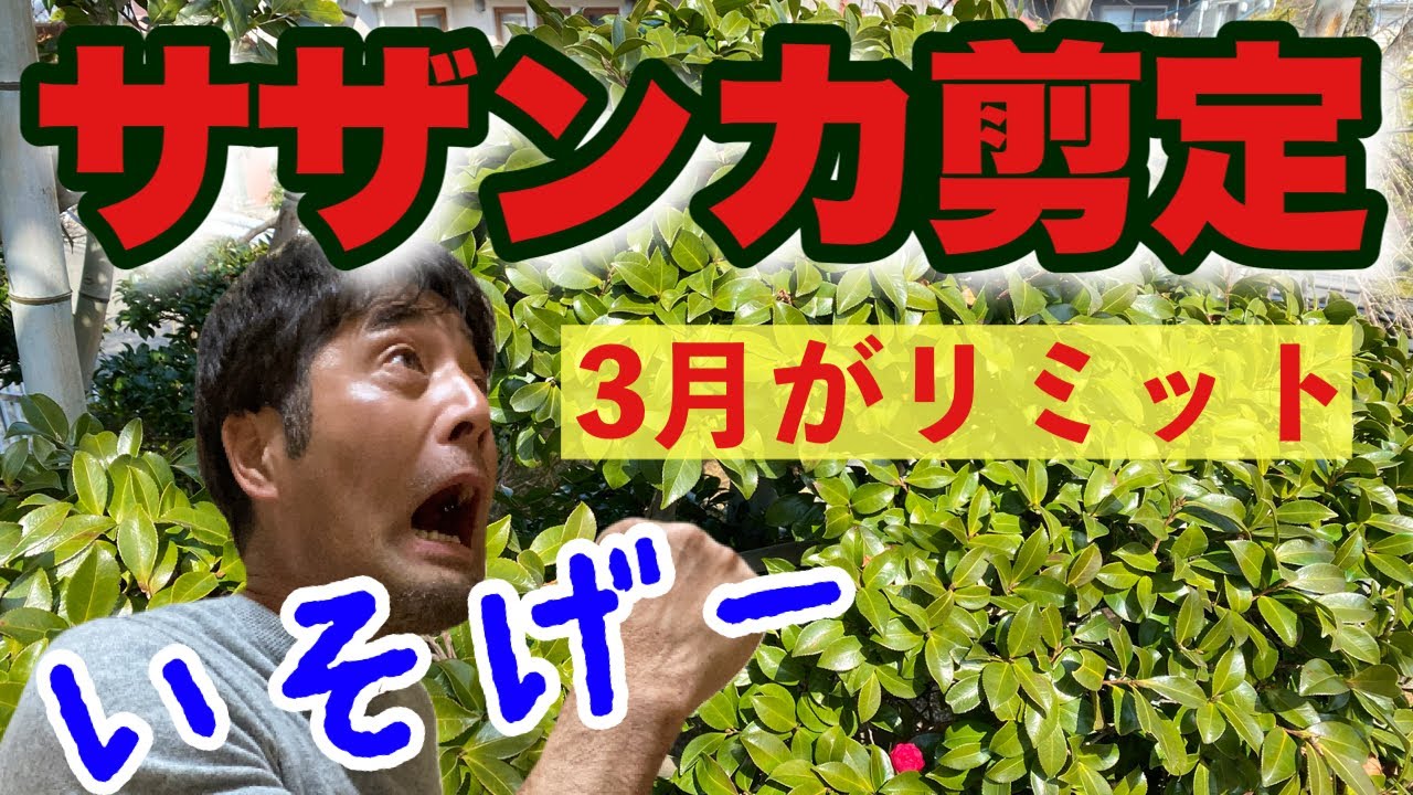 急げ3月までに サザンカ剪定 剪定は花後がベスト 庭木剪定 Youtube