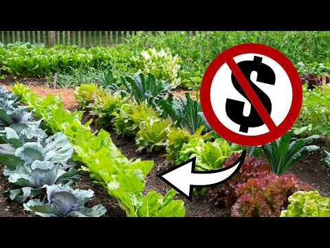 GARDEN from Scratch for FREE // ZERO COST Gardening