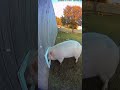 Pig Caught Escaping on Backyard CCTV | Hilarious AI Surveillance Footage | AI Spectrix  #shorts  #ai