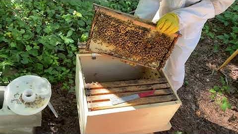 Bee frames stuck together