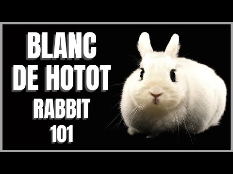 วีดีโอ: กระต่ายอบเชย